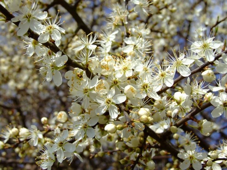Biancospino