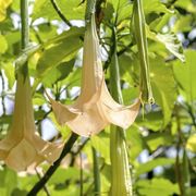 Fiori brugmansia