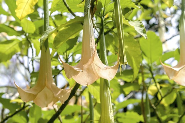 Fiori brugmansia