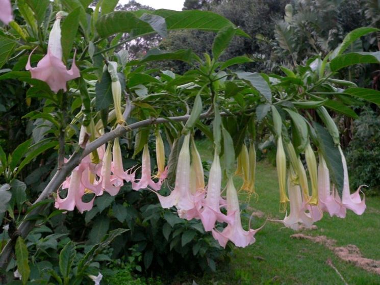 Brugmansia fiore rosa