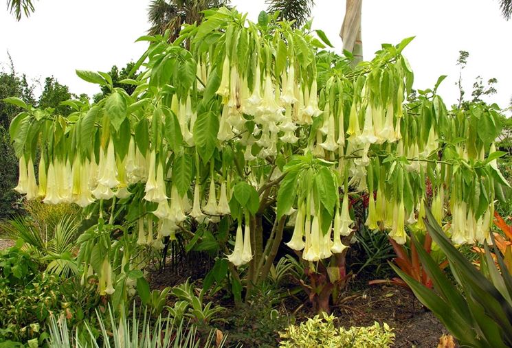 Datura pianta