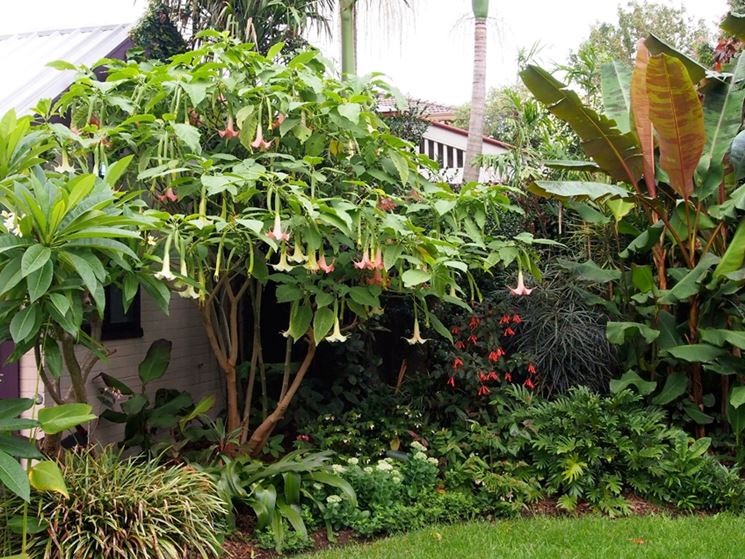 Arbusto datura