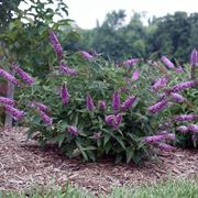 Buddleia fioritura