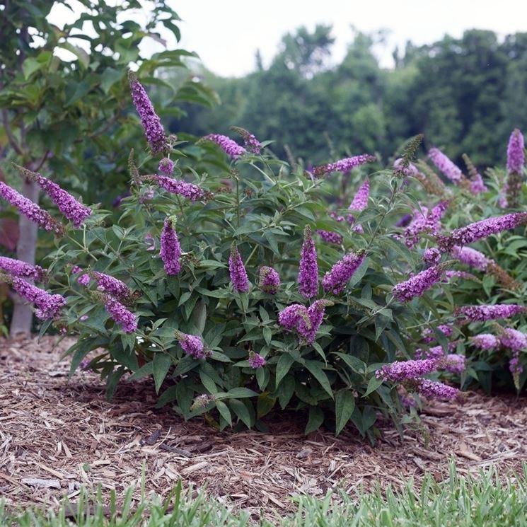 Buddleia fioritura