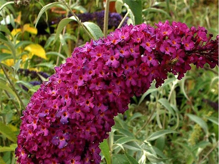 Buddleia fiori pianta