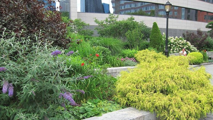 Coltivazione giardino buddleia