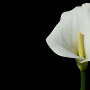 Fiore della Calla.