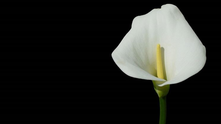 Fiore della Calla.