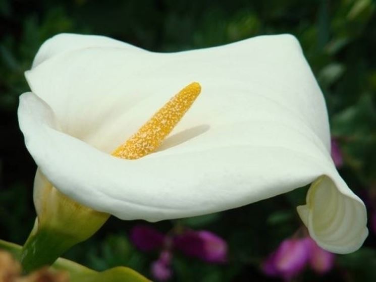 Pianta della Calla.