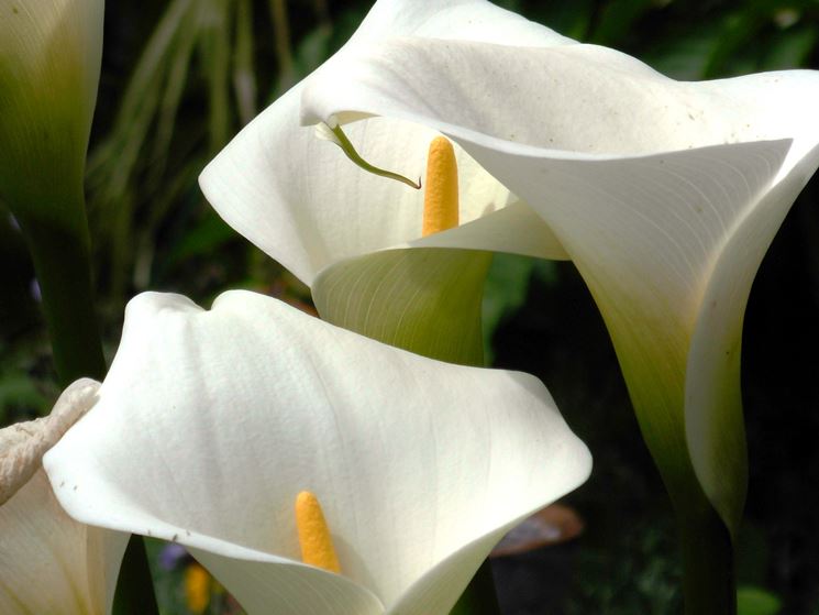 Dettaglio fiore Calla.