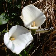 calla selvatica