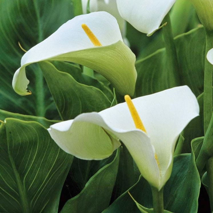 è detto calla selvatica