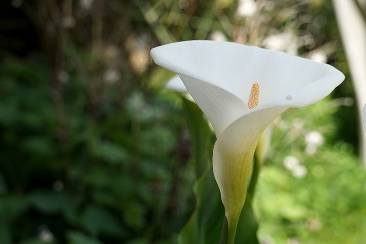 calla fiorita