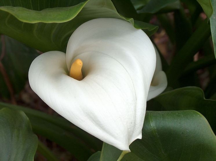 fiore calla selvatica