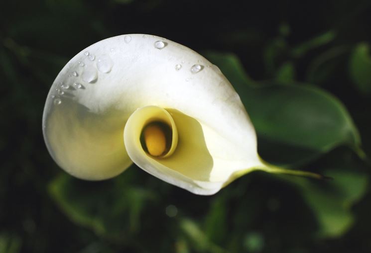 Cespuglietto di foglie con venature biancastre