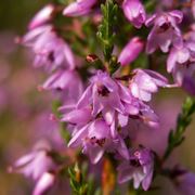 Germogli calluna vulgaris