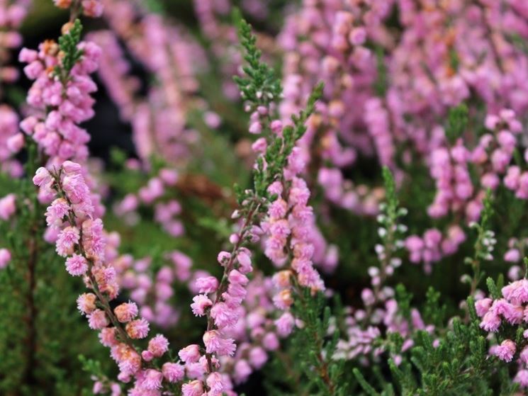 Calluna vulgaris fiore