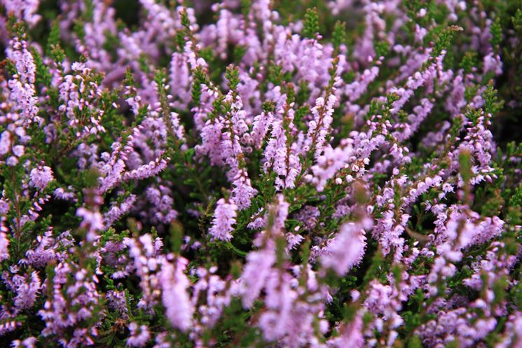 Fiore brugo