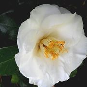 camelia bianca