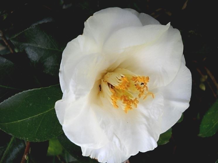 camelia bianca