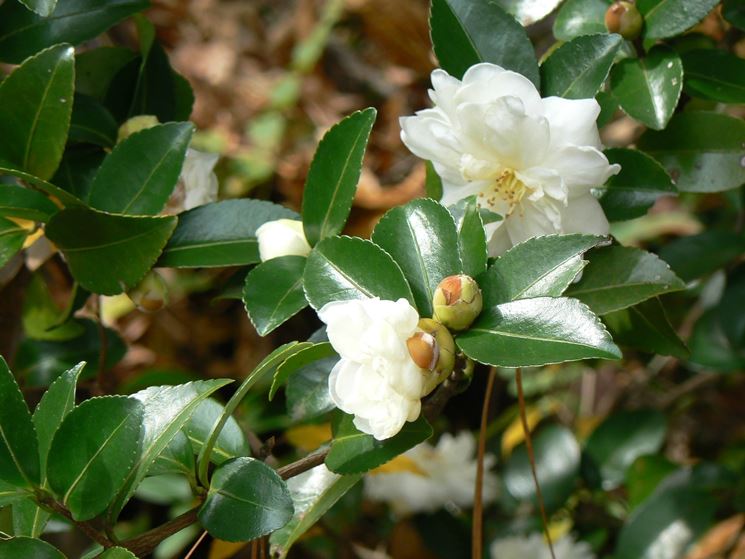 fiori di camellia sasanqua