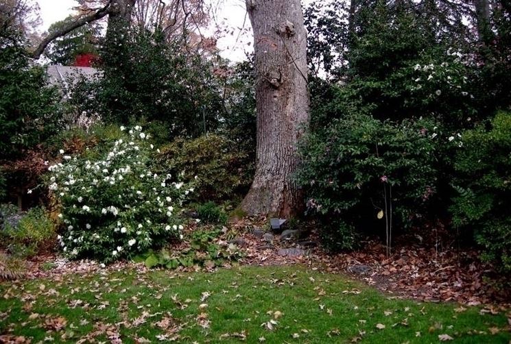 pianta di camelia bianca in giardino