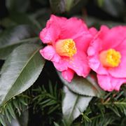 camelia japonica in vaso