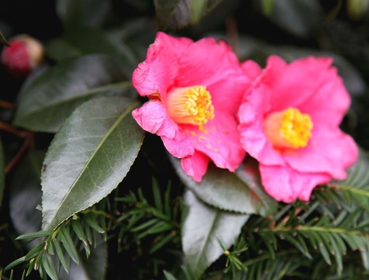 fiori camelia