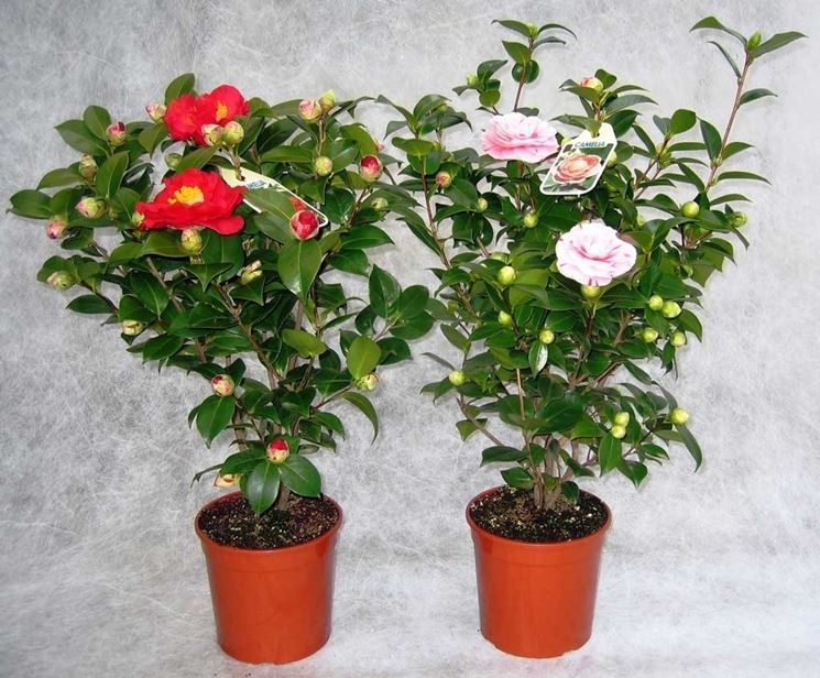 fiori camelia