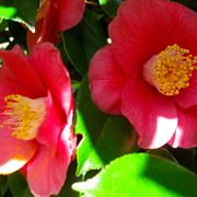 camelia in vaso