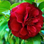 Camelia Japonica