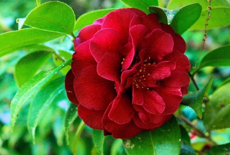 Camelia Japonica