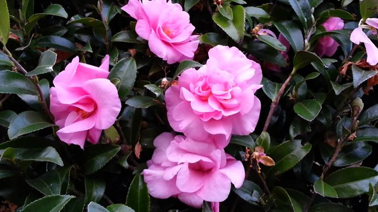 fiori rosa camelia sasanqua