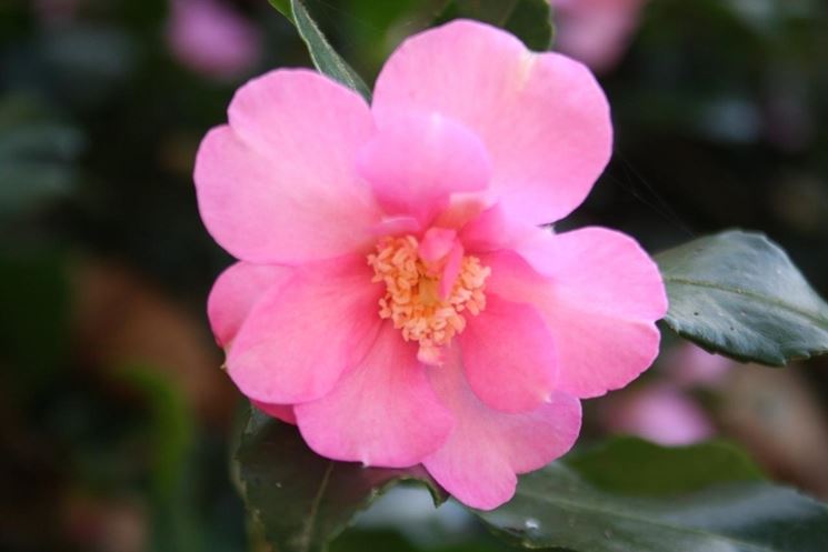 camelia sasanqua cleopatra