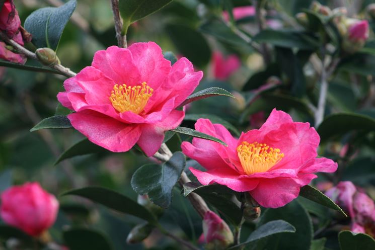 fiori camelia sasanqua