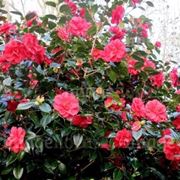 camelia invernale