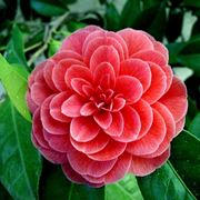 Camelia