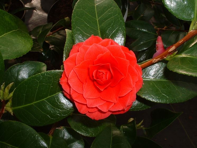 fiori camelia