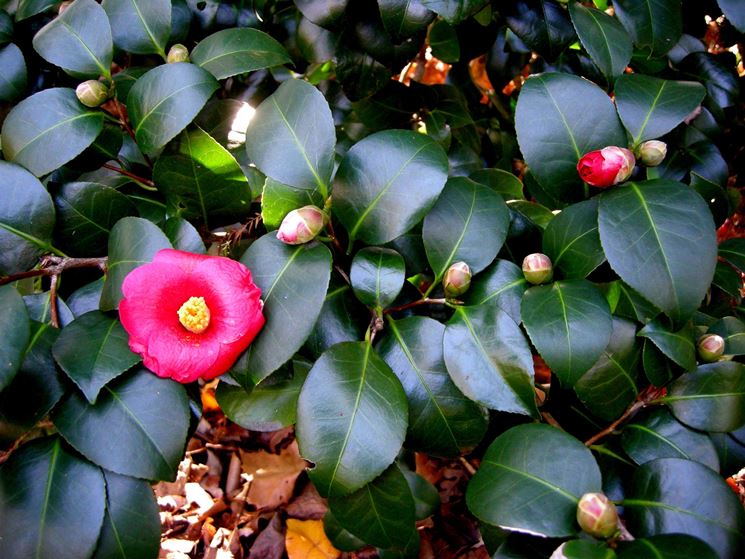 camelia japonica