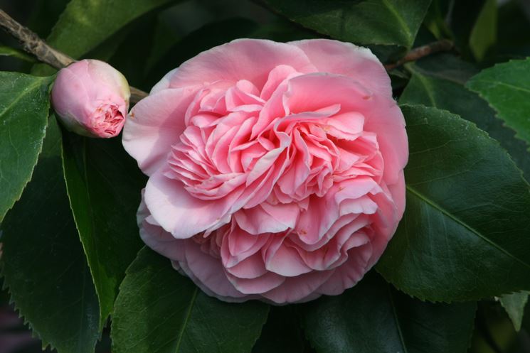 camelia japonica