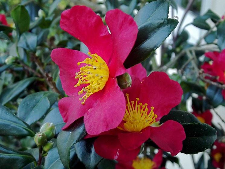 camelia sasanqua