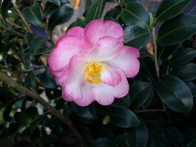 camelia sasanqua