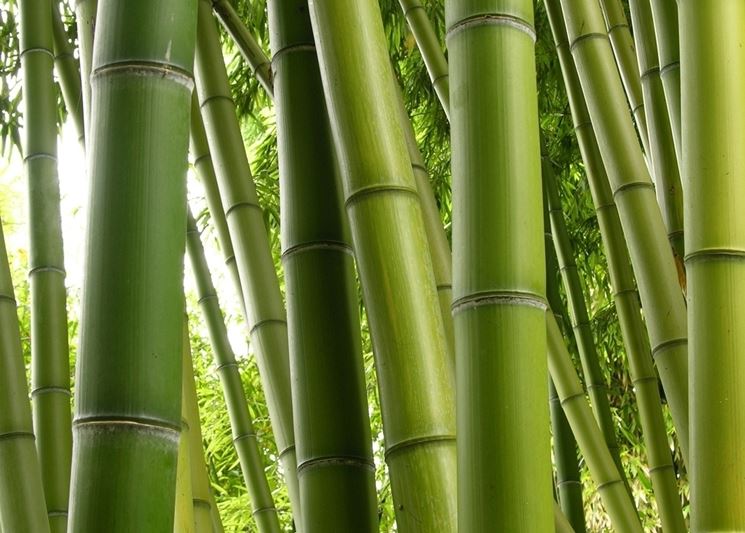 Canne di bambu - Piante da Giardino - Caratteristiche delle canne di bambù