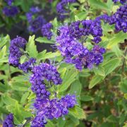 Caryopteris fiori