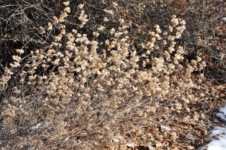 caryopteris