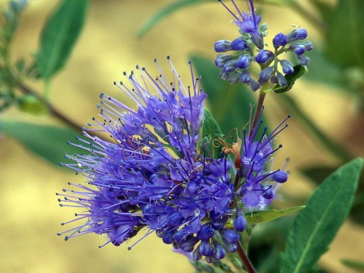 caryopteris 