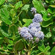 Fiori foglie Ceanothus