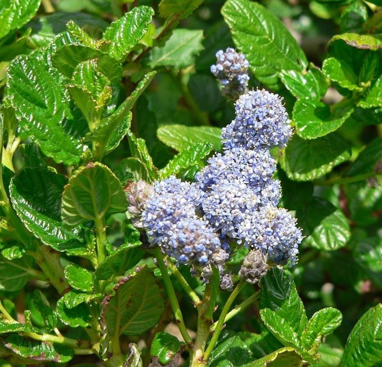 Fiori foglie Ceanothus