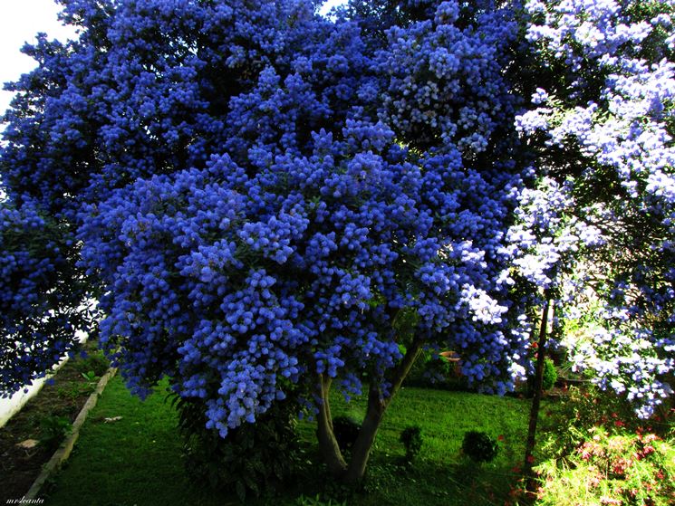 Albero Ceanothus