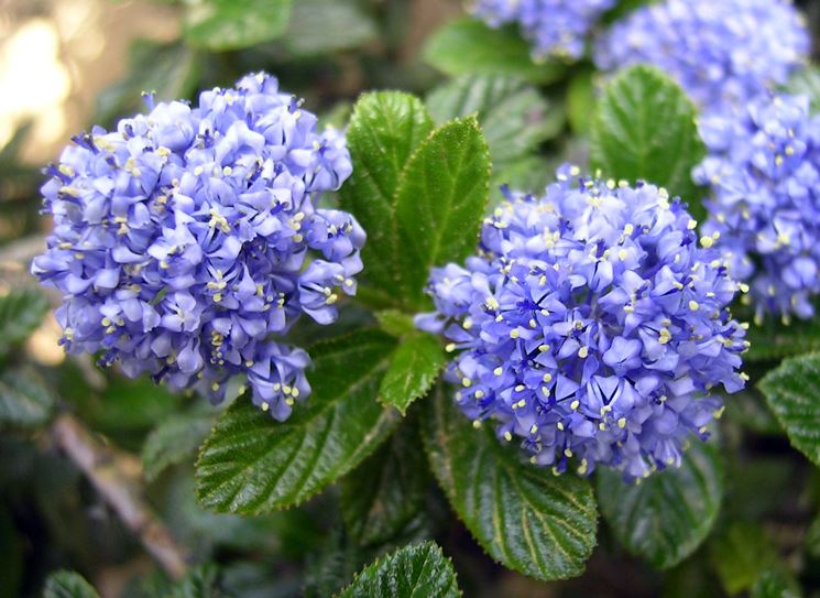 Infiorescenze pianta Ceanothus